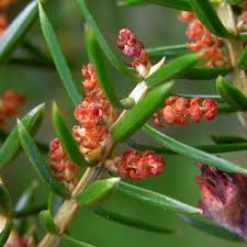 Attēlu rezultāti vaicājumam “Juniperus communis female flower”