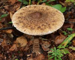 Attēlu rezultāti vaicājumam “Macrolepiota procera”