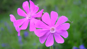 Image result for Silene dioica