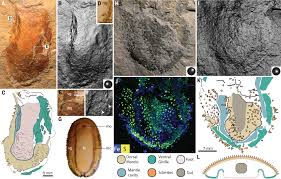 Attēlu rezultāti vaicājumam “Stemonitopsis subcaespitosa macro”