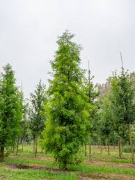 Attēlu rezultāti vaicājumam “Taxodium distichum”