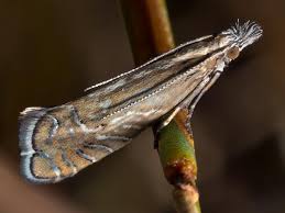 Attēlu rezultāti vaicājumam “Glyphipterigidae”