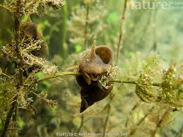 Attēlu rezultāti vaicājumam “Lymnaea stagnalis”