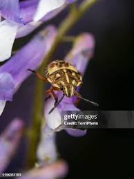 Attēlu rezultāti vaicājumam “Carpocoris sp. nymph”