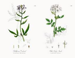 Attēlu rezultāti vaicājumam “Cardamine bulbifera”