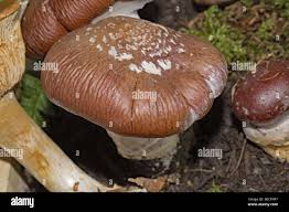 Attēlu rezultāti vaicājumam “Cortinarius praestans”