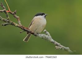 Image result for Poecile montana