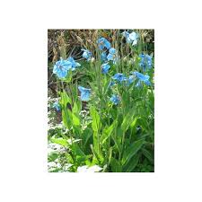 Image result for Scheinmohn blau