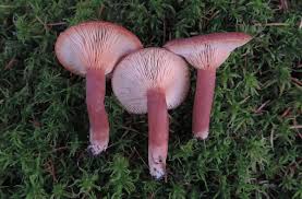 Attēlu rezultāti vaicājumam “Lactarius”