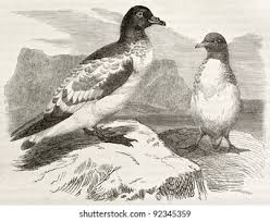 Image result for Pterodroma feae