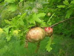 Attēlu rezultāti vaicājumam “Biorhiza pallida”