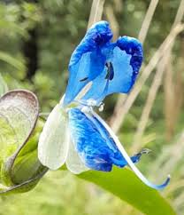 Attēlu rezultāti vaicājumam “Commelina coelestis flower”