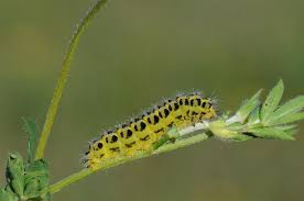 Attēlu rezultāti vaicājumam “Zygaena sp.”