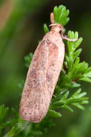 Attēlu rezultāti vaicājumam “Agonopterix hypericella imago”