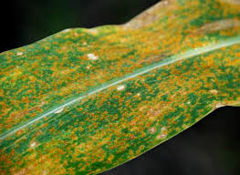 Attēlu rezultāti vaicājumam “Puccinia agrostidis”