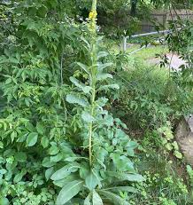 Attēlu rezultāti vaicājumam “Verbascum thapsus fruit”