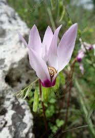 Image result for Cyclamen persicum