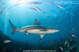 Image result for Carcharhinus galapagensis