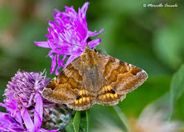 Attēlu rezultāti vaicājumam “Euclidia glyphica”