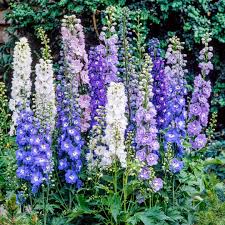 Attēlu rezultāti vaicājumam “Delphinium elatum  flower”
