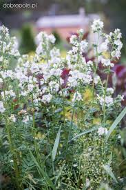 Image result for Polemonium coeruleum album