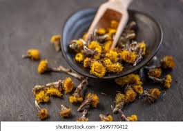 Attēlu rezultāti vaicājumam “Tussilago farfara bud”