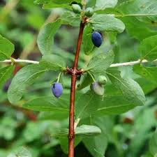 Attēlu rezultāti vaicājumam “Lonicera caerulea var. pallasii fruit”