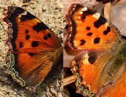 Attēlu rezultāti vaicājumam “Nymphalis xanthomelas”