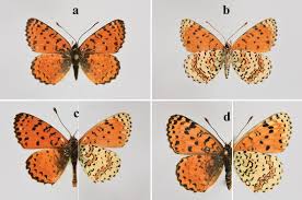 Attēlu rezultāti vaicājumam “Melitaea didyma underside”