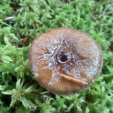 Attēlu rezultāti vaicājumam “Comatricha laxa spores”