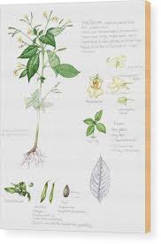 Attēlu rezultāti vaicājumam “Impatiens parviflora leaf”