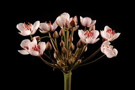 Attēlu rezultāti vaicājumam “Butomus umbellatus”