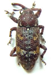 Attēlu rezultāti vaicājumam “Pissodes castaneus”