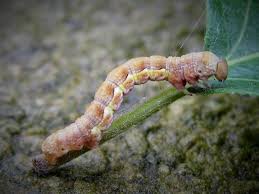 Attēlu rezultāti vaicājumam “Erannis defoliaria larva”