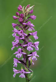 Attēlu rezultāti vaicājumam “Gymnadenia conopsea leaf”