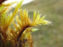 Attēlu rezultāti vaicājumam “Tomentypnum nitens”