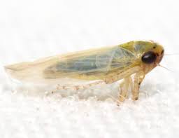 Attēlu rezultāti vaicājumam “Macrosteles nymph”