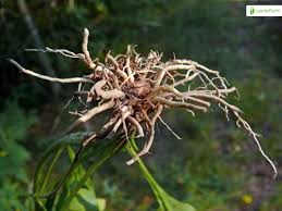 Attēlu rezultāti vaicājumam “Succisa pratensis leaf”