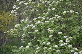 Attēlu rezultāti vaicājumam “Viburnum lantana”