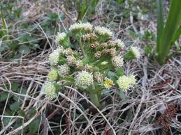 Attēlu rezultāti vaicājumam “Petasites spurius”