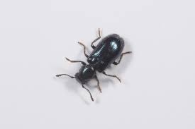 Attēlu rezultāti vaicājumam “Korynetes caeruleus”