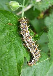 Attēlu rezultāti vaicājumam “Brenthis daphne underside”