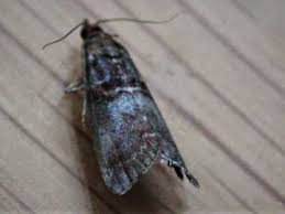 Attēlu rezultāti vaicājumam “Acrobasis advenella”