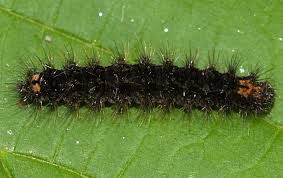 Attēlu rezultāti vaicājumam “Eilema griseola larva”