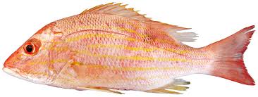 Image result for Lutjanus synagris