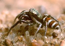 Attēlu rezultāti vaicājumam “Salticus sp.”