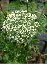 Attēlu rezultāti vaicājumam “Cenolophium denudatum”