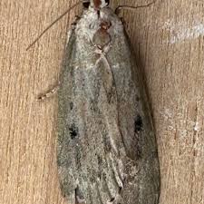 Attēlu rezultāti vaicājumam “Aphomia sociella”