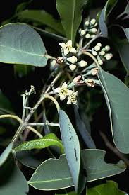 Attēlu rezultāti vaicājumam “Santalaceae”