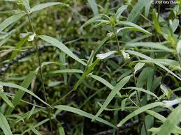 Attēlu rezultāti vaicājumam “Melampyrum sylvaticum leaf”